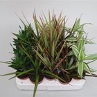 Dracaena MIX