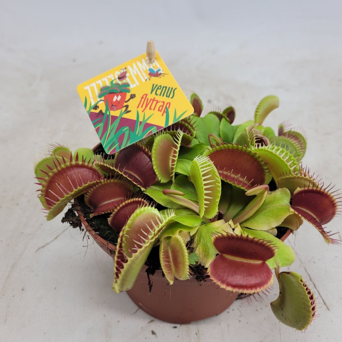 Muscipula discount