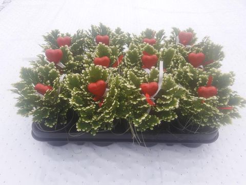 Selaginella martensii