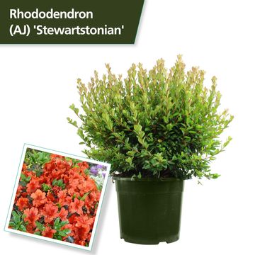 Rhododendron 'Stewartstonian' (AJ)