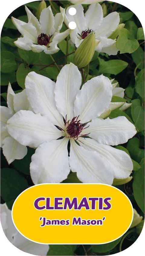 Clematis 'James Mason' (EL)