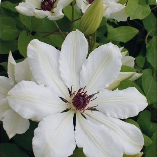 Clematis 'James Mason' (EL)