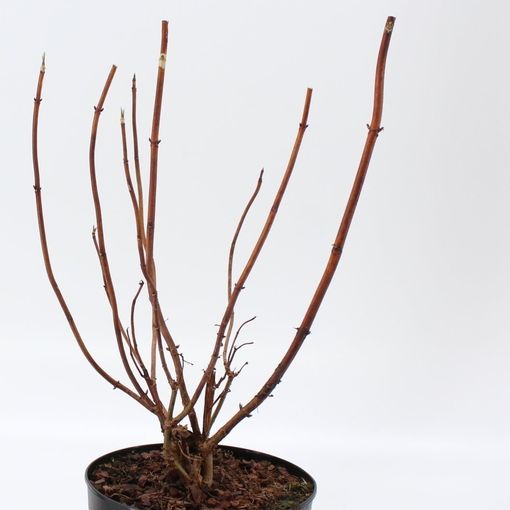 Hydrangea arborescens 'Annabelle' (About Plants Zundert BV)
