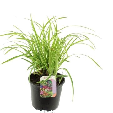 Carex 'Phoenix Green'