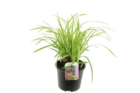 Carex 'Phoenix Green'