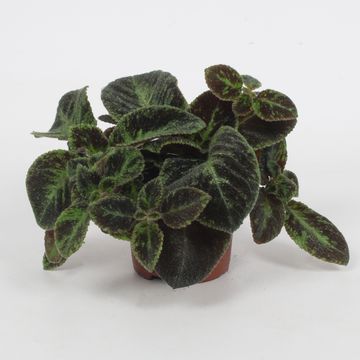 Episcia 'Black Velvet'