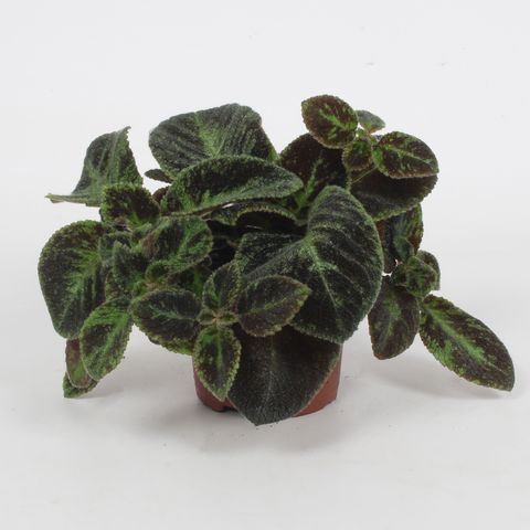 Episcia 'Black Velvet'