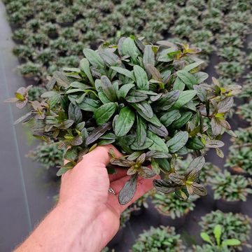 Ajuga 'Chocolate Chip'