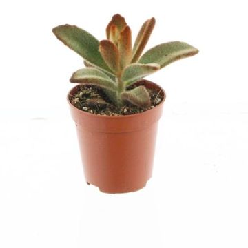 Kalanchoe tomentosa
