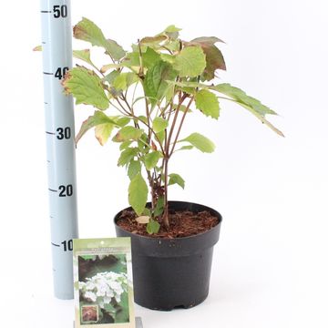 Hydrangea quercifolia SNOW QUEEN