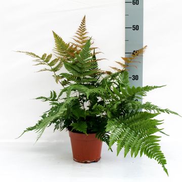 Dryopteris erythrosora