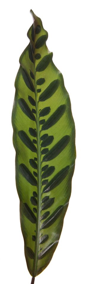 Calathea lancifolia