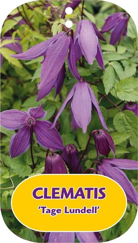 Clematis 'Tage Lundell' (A)