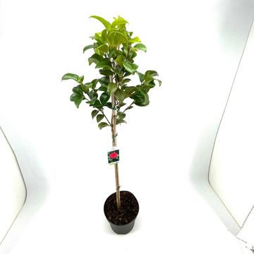 Camellia japonica 'Principessa Baciocchi'