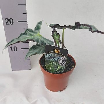 Alocasia 'Loco'