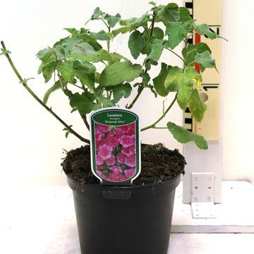Lavatera 'Burgundy Wine'