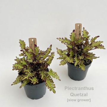 Plectranthus scutellarioides 'Quetzal'