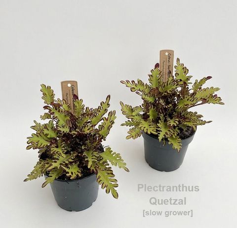 Plectranthus scutellarioides 'Quetzal'