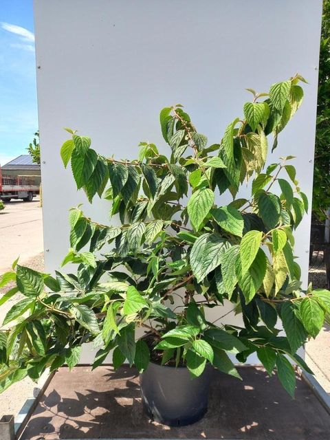 Viburnum plicatum 'Mariesii'
