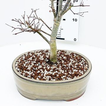 Acer palmatum 'Deshôjô'