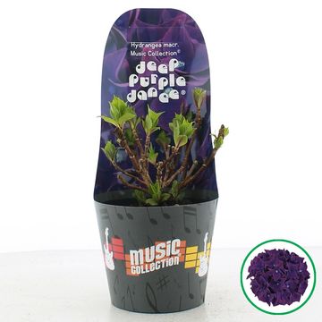 Гидрангея крупнолистная MUSIC COLLECTION DEEP PURPLE DANCE
