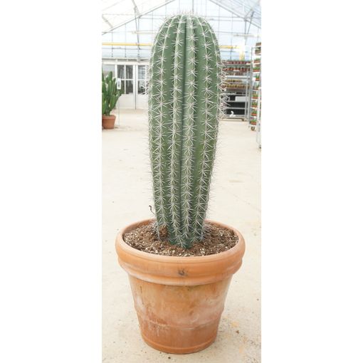 Pachycereus pringlei