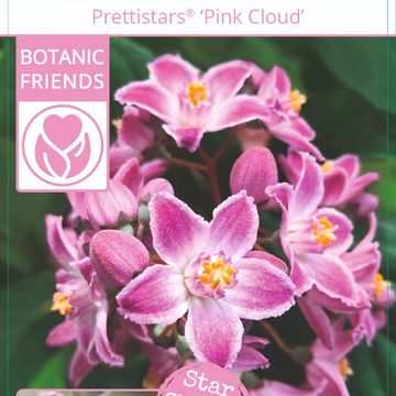 Deutzia PRETTISTARS PINK CLOUD