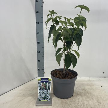 Cornus kousa 'Schmetterling'