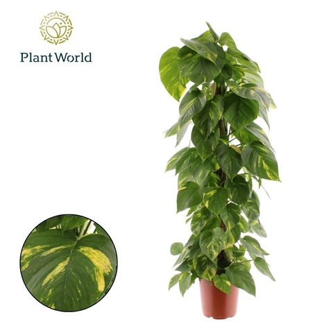 Epipremnum pinnatum 'Aureum'