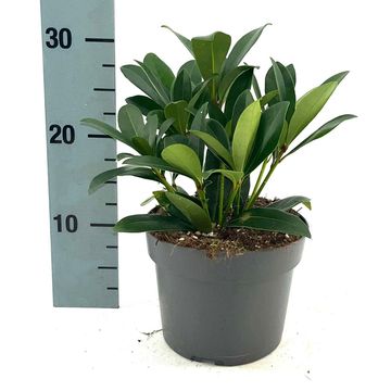 Skimmia japonica 'Rubella'