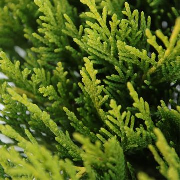 Juniperus x pfitzeriana 'Gold Coast'