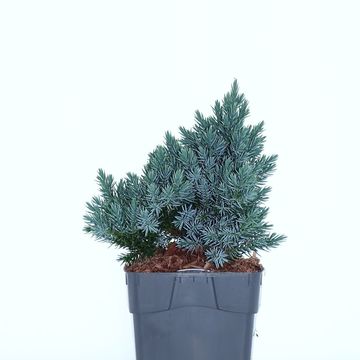 Juniperus squamata 'Blue Star'