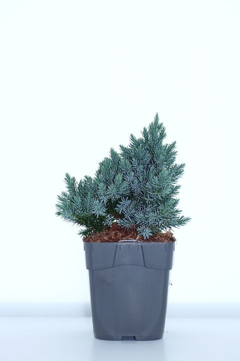 Juniperus squamata 'Blue Star'