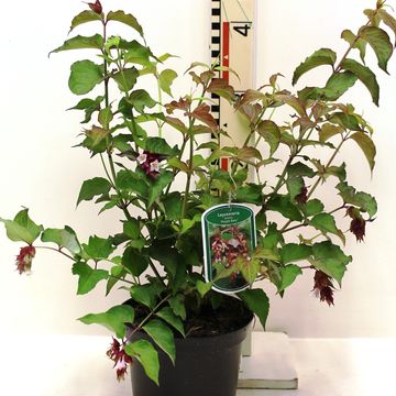 Leycesteria formosa 'Purple Rain'