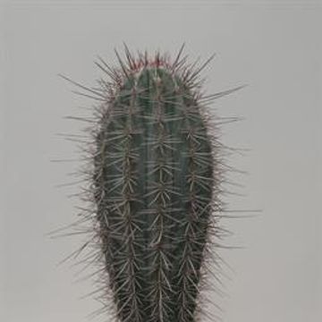 Pachycereus pringlei