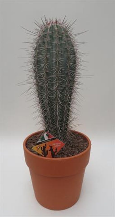 Pachycereus pringlei