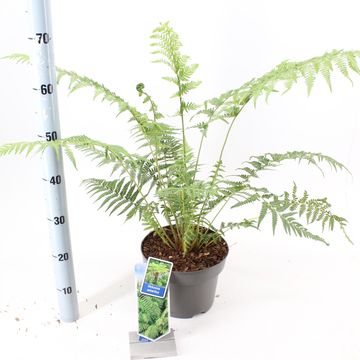 Dicksonia antarctica