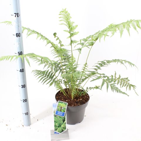 Dicksonia antarctica