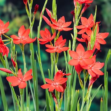 Schizostylis coccinea