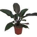 Philodendron 'Rojo Congo'