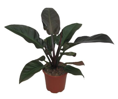 Philodendron 'Rojo Congo'