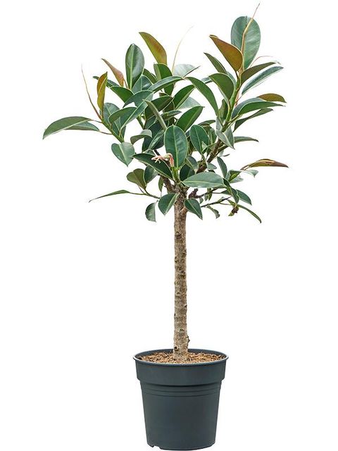 Ficus elastica 'Melany'