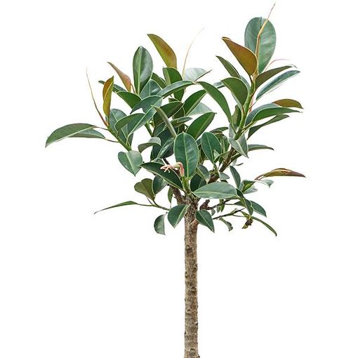 Ficus elastica 'Melany'