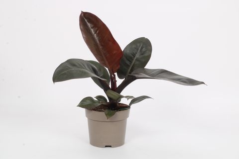 Philodendron BLACK CARDINAL