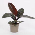 Philodendron BLACK CARDINAL