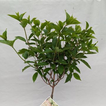 Hydrangea paniculata LITTLE LIME