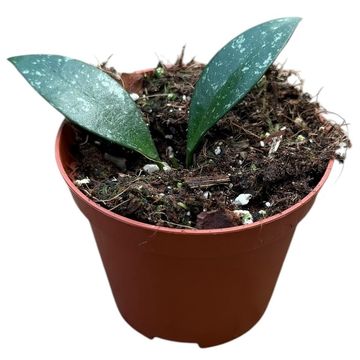 Hoya sp Cianjur