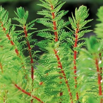 Myriophyllum rubricaule