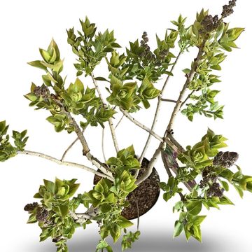 Syringa vulgaris 'Michel Buchner'