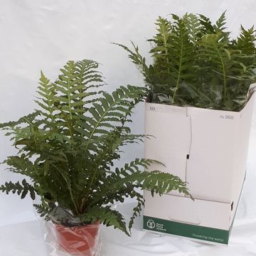 Blechnum brasiliense 'Volcano'